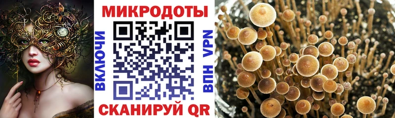 Галлюциногенные грибы Psilocybe  продажа наркотиков  Починок 
